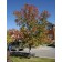 OHIO BUCKEYE - Fall ©photo by ArborTanics inc.