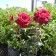 Oklahoma Rose© photo ArborTanics Inc