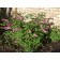 Old Fashioned Bleeding Heart...©photo ArborTanics Inc.
