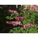 Old Fashioned Bleeding Heart...©photo ArborTanics Inc.
