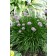 Photo Courtesy of Bailey Nurseries Inc.