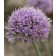 Photo Courtesy of Willoway Nurseries Inc.