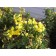Oregon Grape Holly...©photo ArborTanics Inc.