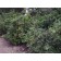 Oregon Grape Holly...©photo ArborTanics In.c