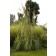 Photo Courtesy of Ball Horticultural Company