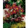 Photo Courtesy of Syngenta Flowers