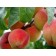 Peach-Generic