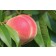 Peach-Generic