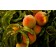 Peach-Generic