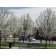 ©photo ArborTanics Inc.