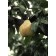 Photo Courtesy of Bailey Nurseries Inc.