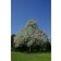 Flowering Pear - Generic - Courtesy of Pixabay