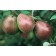 Photo Courtesy of Bailey Nurseries Inc.