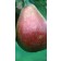 Photo Courtesy of Bailey Nurseries Inc.