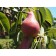 Red Pear-Generic