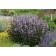 Photo Courtesy of Ball Horticultural Company