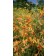 Photo Courtesy of Plant Select®