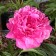 Photo Courtesy of Walter's Gardens, Inc.