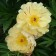 Photo Courtesy of Iseli Nursery