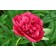 Image by <a href="https://pixabay.com/users/MrGajowy3-7396567/?utm_source=link-attribution&amp;utm_medium=referral&amp;utm_campaign=image&amp;utm_content=3124218">MrGajowy3</a> from <a href="https://pixabay.com/?utm_source=link-attribution&amp;utm_medium=