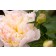 Photo Courtesy of Bailey Nurseries Inc.