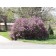 Persian Purple Lilac...©photo ArborTanics Inc.
