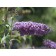 Petite Plum Butterfly Bush...©photo David Spahn