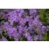 Photo Courtesy of Ball Horticultural Company