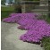 Photo Courtesy of Walter's Gardens, Inc.