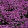 Photo Courtesy of Walter's Gardens, Inc.