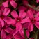 Photo Courtesy of Ball Horticultural Company
