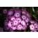 By <a href="//commons.wikimedia.org/wiki/User:Uleli" title="User:Uleli">Uleli</a> - <span class="int-own-work" lang="en">Own work</span>, <a href="https://creativecommons.org/licenses/by-sa/3.0" title="Creative Commons Attribution-Share Alike 3.0">CC BY-S