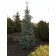 Bruns Serbian Spruce-13 years old...©photo David Spahn