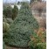 Dwarf Serbian Spruce...©photo David Spahn