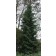 Serbian Spruce...©photo David Spahn