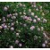Photo Courtesy of Bailey Nurseries Inc.