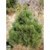 Photo Courtesy of Russell's Nursery, Inc.