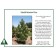 Image Courtesy of Iseli Nursery