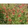 Pine-leaf Penstemon...©photo ArborTanics Inc..