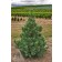 Photo Courtesy of Iseli Nursery