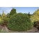 Photo Courtesy of Iseli Nursery