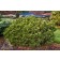 Image Courtesy of Iseli Nursery