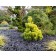 Photo Courtesy of Iseli Nursery
