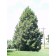 ©photo ArborTanics Inc.