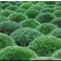 Photo Courtesy of Bailey Nurseries Inc.