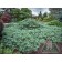 Image Courtesy of Iseli Nursery 