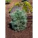 Photo Courtesy of Iseli Nursery
