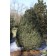 Photo Courtesy of Russell's Nursery