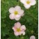 Pink Beauty Potentilla...©photo ArborTanics Inc. All Righits Reserved