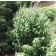 Pink Delight Butterfly Bush...©photo ArborTanics Inc.